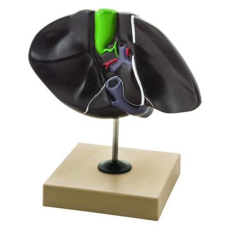 EISCO Model Human Liver on Stand AM0298